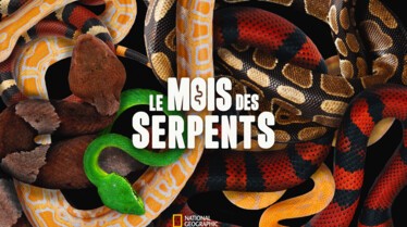 NGW_LE-MOIS-DES-SERPENTS_KEY-ART-FULL.jpg