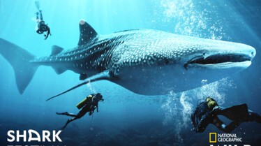 NGW_SHARK FESTIVAL_KEY ART FULL.jpg