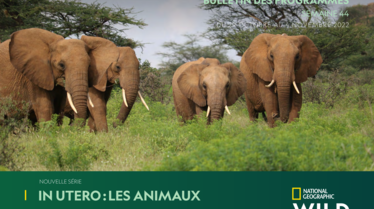 Bulletin National Geographic Wild semaine 44.pdf