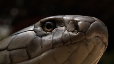Le mois des serpents (1).JPEG