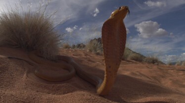 Le mois des serpents (2).JPEG
