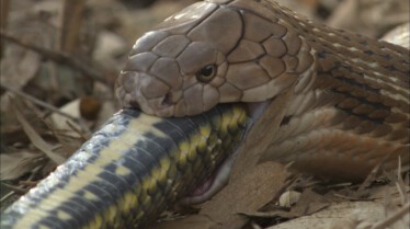 Le mois des serpents (3).JPEG