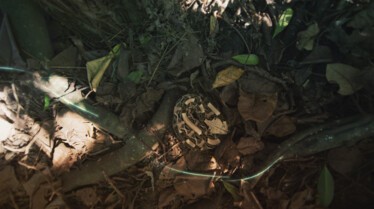 Le mois des serpents (3).JPG
