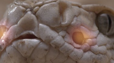 Le mois des serpents (4).JPG