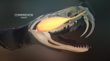 Le mois des serpents (7).JPG