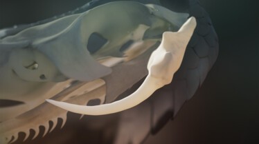 Le mois des serpents (9).JPG