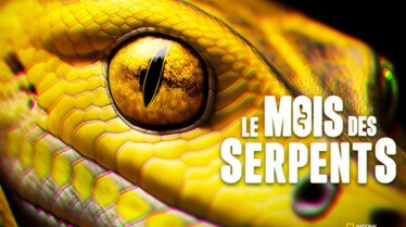 En mars les serpents sont l honneur sur la cha ne National