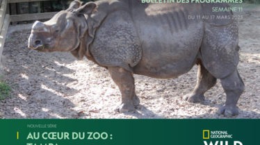 Bulletin National Geographic Wild S11.pdf