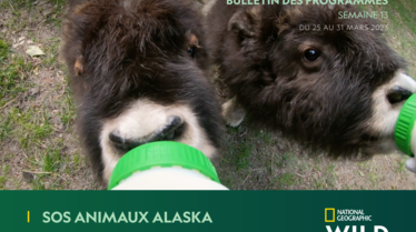 Bulletin National Geographic Wild S13.pdf