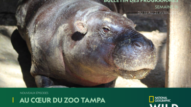 Bulletin National Geographic Wild S16.pdf
