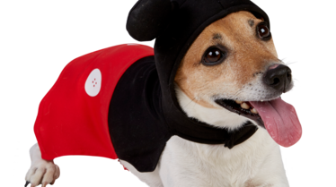 Mickey Mouse Dog Costume.png