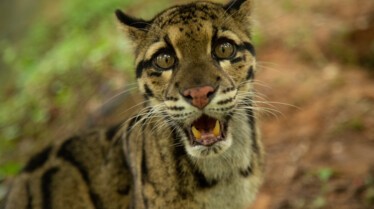 Visuels S7 National Geographic Wild