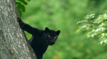 BIG CAT MONTH 2020
