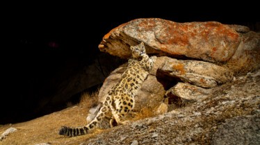 IndiasWildLeopards_11.JPG