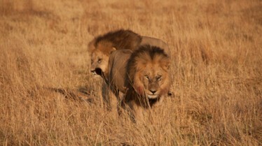 LionBrothers_CubsToKings_04.jpg