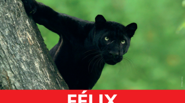 BIG CAT MONTH 2020: Affiches Disparition