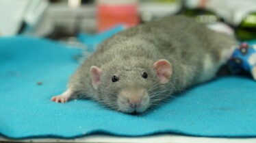 La clinique des animaux exotiques  Ventre sur patte.jpg