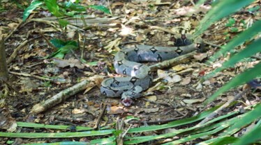 Monstres constricteurs.JPG