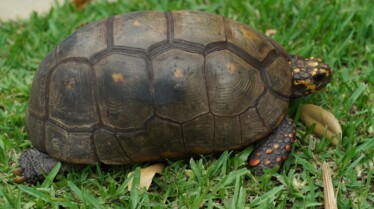 La clinique des animaux exotiques  Ventre sur patte 13.jpg