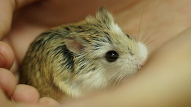 La clinique des animaux exotiques  Ventre sur patte_12.jpg