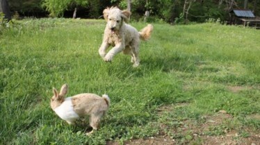 Drôles d'amis  Mon cher chien.JPG