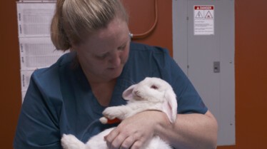 La clinique des animaux exotiques  Pas de répit 2.jpg