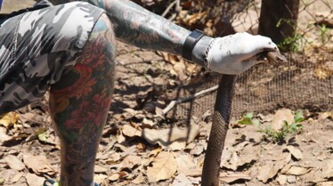 Snakes In The City  Fosse septique 1.jpg