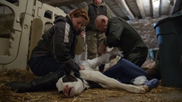 L'incroyable Dr Pol  Une nouvelle recrue (2).jpg