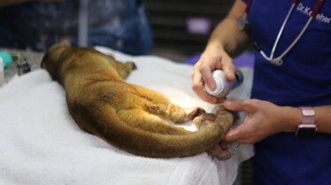 La clinique des animaux exotiques  L’heure des adieux (2).jpg
