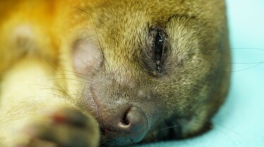 La clinique des animaux exotiques  L’heure des adieux (1).jpg