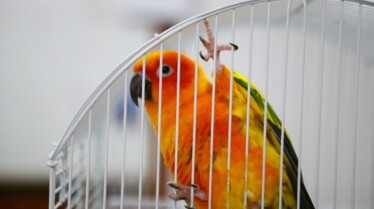 La clinique des animaux exotiques  L’heure des adieux.jpg