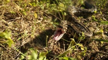 Pythons  L'invasion.JPG