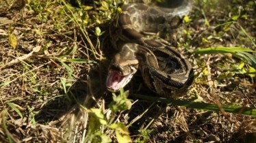 Pythons  L'invasion (2).JPG
