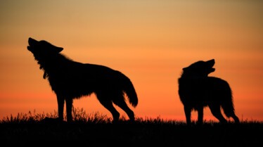 Le royaume du loup blanc  La quête.jpg