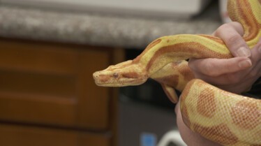 La clinique des animaux exotiques  Panique à la clinique (1).jpg