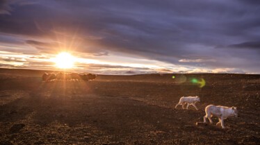 Le royaume du loup blanc  La quête (2).jpg