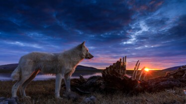 Le royaume du loup blanc  La quête (1).jpg