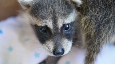 La clinique des animaux exotiques  Panique à la clinique (2).jpg