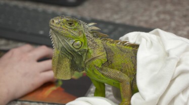 La clinique des animaux exotiques  Bienvenue à tous (1).jpg