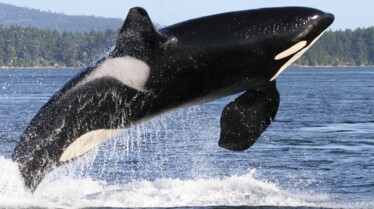 Killer Animal Tactics (2).jpg