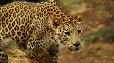 Killer Animal Tactics (1).jpg