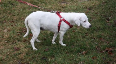 L'incroyable Dr Pol  Un dogue allemand à la fois (1).jpg