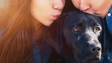 Visuels Chien Guide d'aveugle en devenir