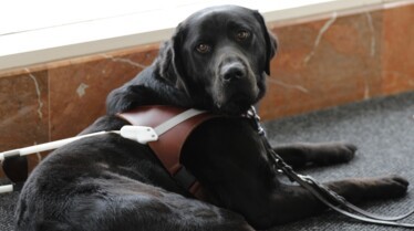 Chien Guide d'aveugle en devenir - EP2S1.jpg