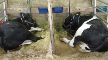 L'incroyable Dr Pol  La foire aux animaux (2).jpg