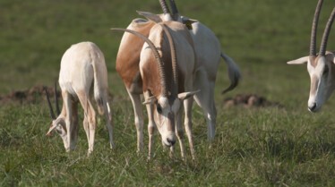 Au coeur du zoo  Lamantin adoré (2).jpg