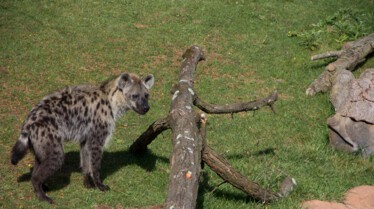 Au coeur du zoo  Lamantin adoré.jpg