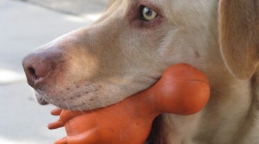 Festin de chien!  Des cailloux (2).JPG