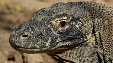Dragons de Komodo.jpg