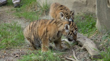 Au coeur du zoo  Lamantin adoré (1).jpg
